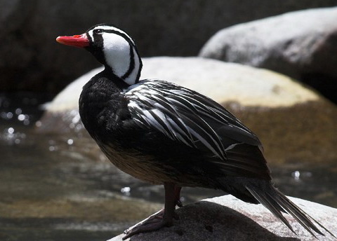 Шпорцевая утка (Merganetta armata)