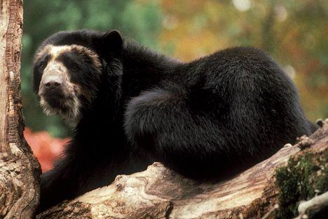 Очковый медведем (Tremarctos ornatus)