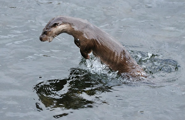 kak-ohotitsya-vyidra