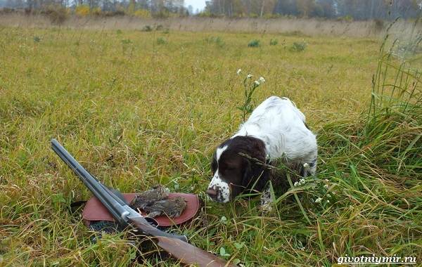 Охота-на-куропатку-и-её-особенности-11