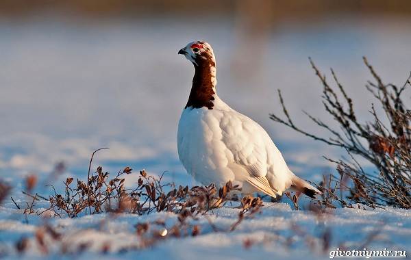 Охота-на-куропатку-и-её-особенности-4