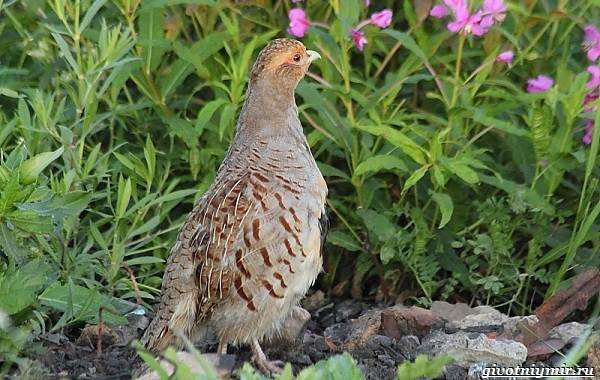 Охота-на-куропатку-и-её-особенности-7