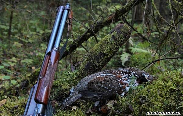 Охота-на-куропатку-и-её-особенности-17