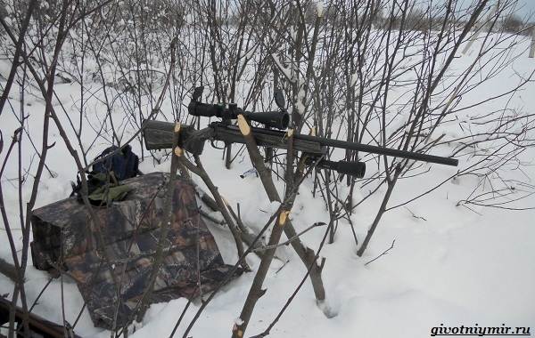 Охота-на-куропатку-и-её-особенности-14