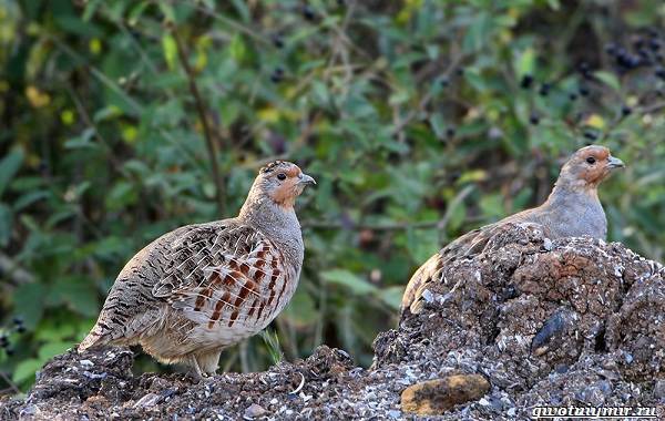 Охота-на-куропатку-и-её-особенности-1