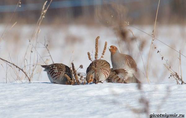 Охота-на-куропатку-и-её-особенности-2