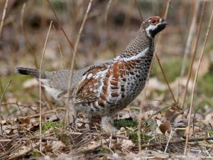 Куропатка летом