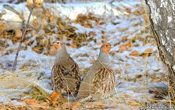 Охота-на-куропатку-и-её-особенности-9