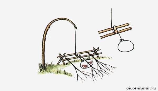 Охота-на-куропатку-и-её-особенности-16