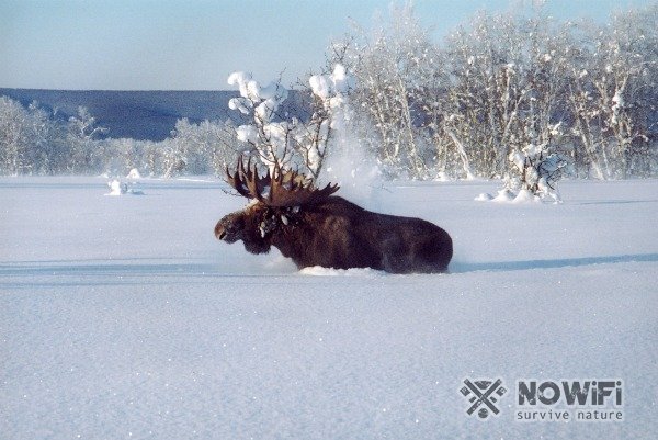 Охота на лося зимой