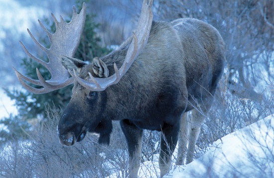 Самец лося зимой