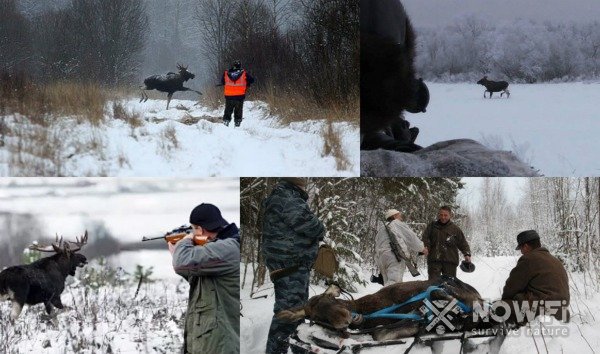 охота на лося с подхода зимой