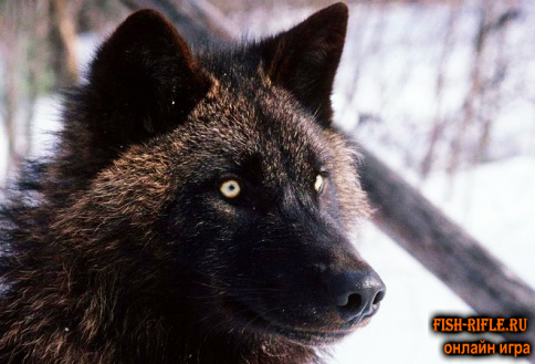 зимняя охота на волка 