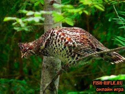 Охота на рябчика