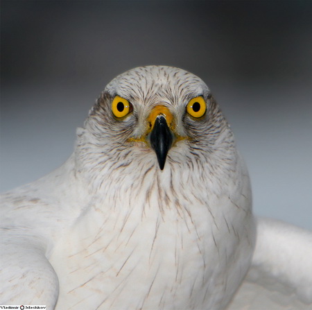 энциклопедия владельца ловчей птицы, охота с ловчей птицей