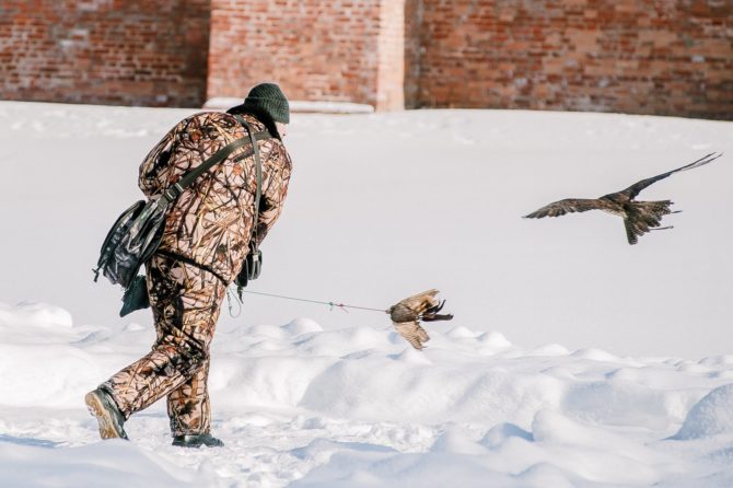 Натаскивание ловчей птицы на пернатую дичь