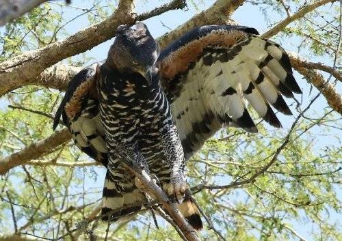 Топ-25: Крупнейшие хищные птицы, которые на самом деле потрясающи, хотя и внушают страх