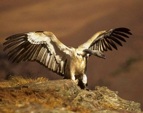 Топ-25: Крупнейшие хищные птицы, которые на самом деле потрясающи, хотя и внушают страх