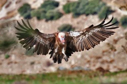 Топ-25: Крупнейшие хищные птицы, которые на самом деле потрясающи, хотя и внушают страх