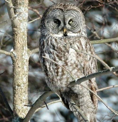 Топ-25: Крупнейшие хищные птицы, которые на самом деле потрясающи, хотя и внушают страх