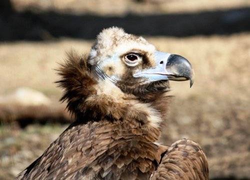 Топ-25: Крупнейшие хищные птицы, которые на самом деле потрясающи, хотя и внушают страх