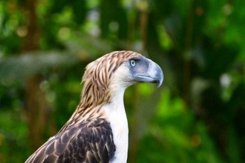 Топ-25: Крупнейшие хищные птицы, которые на самом деле потрясающи, хотя и внушают страх