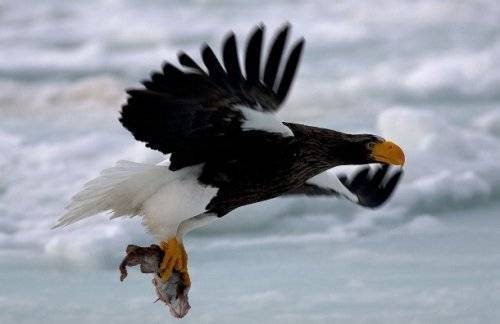 Топ-25: Крупнейшие хищные птицы, которые на самом деле потрясающи, хотя и внушают страх