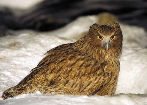 Топ-25: Крупнейшие хищные птицы, которые на самом деле потрясающи, хотя и внушают страх