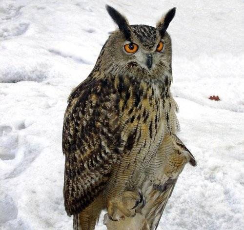 Топ-25: Крупнейшие хищные птицы, которые на самом деле потрясающи, хотя и внушают страх