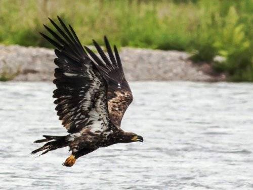 Топ-25: Крупнейшие хищные птицы, которые на самом деле потрясающи, хотя и внушают страх