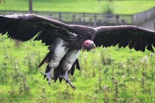 Топ-25: Крупнейшие хищные птицы, которые на самом деле потрясающи, хотя и внушают страх