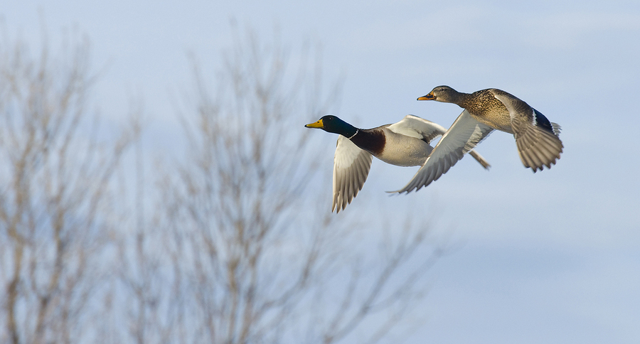 Утки летят по небу.
