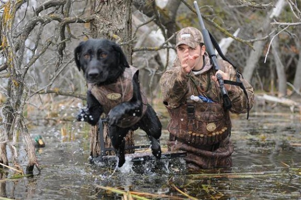 Лабрадоры на охоте, как обучить щенка и воспитать хорошего охотника.
