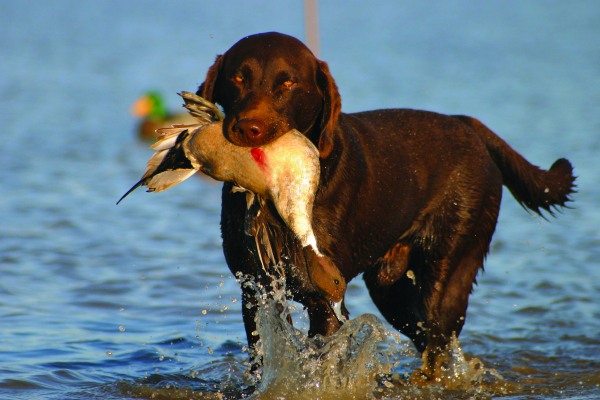 Лабрадоры на охоте, как обучить щенка и воспитать хорошего охотника.