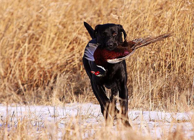 апортировка по птице