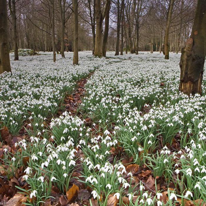 непроизносимые согласные в корне слова 2 класс