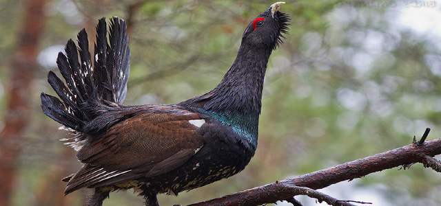 Охота на глухаря