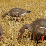 Полнокорпусные чучела