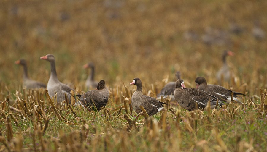 Дикие гуси на кормежке