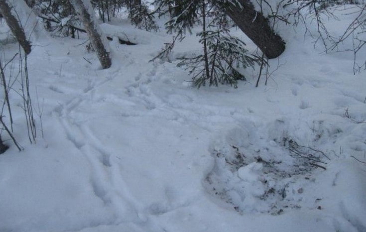 Место лежки косули