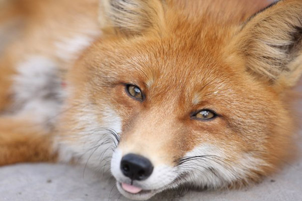 Охота на лису, охота на лисицу, ружье на лису, патроны на лису, охота на лису с гончими, охота на лису с норными, охота на лису с подхода, тактика охоты на лису, ружье и патроны для охоты на лису 