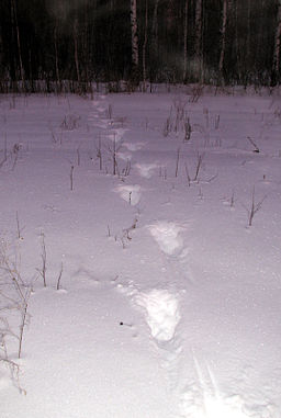 Спокойный след лося