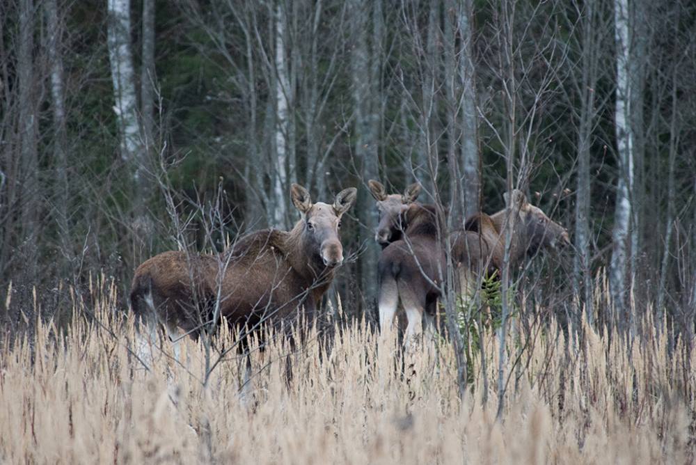 0_15cb90_59614fe4_orig