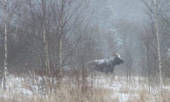 лось поднялся с лёжки