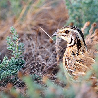охота на перепела с манком