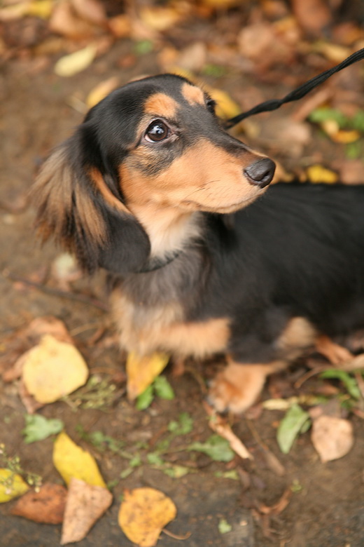 Такса, охота с таксой, охота на барсука с таксой, охота с таксой на лису, охота на норного зверя с таксой, охота с таксой на барсука, охота с таксой на лисицу, порода такса, жесткошерстная такса, гладкошерстные таксы, длинношерстная такса, кроличья такса, стандартная такса, карликовая такса, такса охотничья собака, такса норная собака, какими бывают таксы