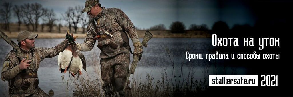 Охота на уток: сроки, правила и способы охоты