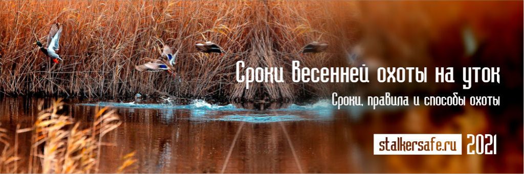 Сроки весенней охоты на уток