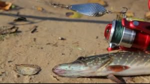 Ловля щуки на спиннинг практически круглогодична