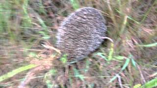 Ежик атакует(, 2015-07-21T12:14:53.000Z)